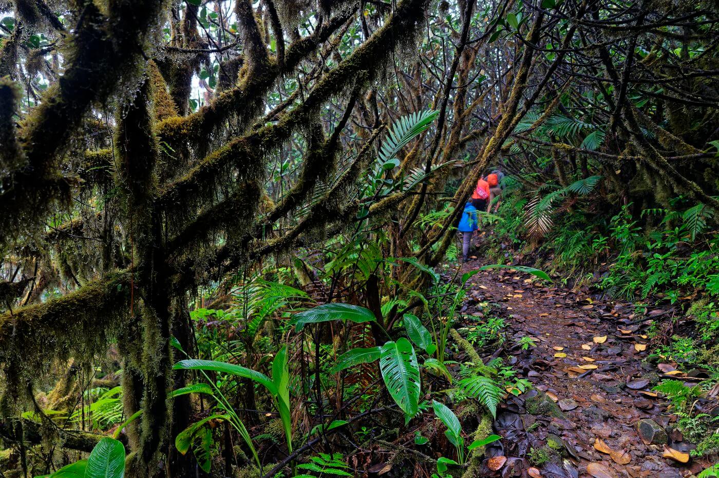Tropischer Wald in Guadeloupe Tropischer Wald in Guadeloupe