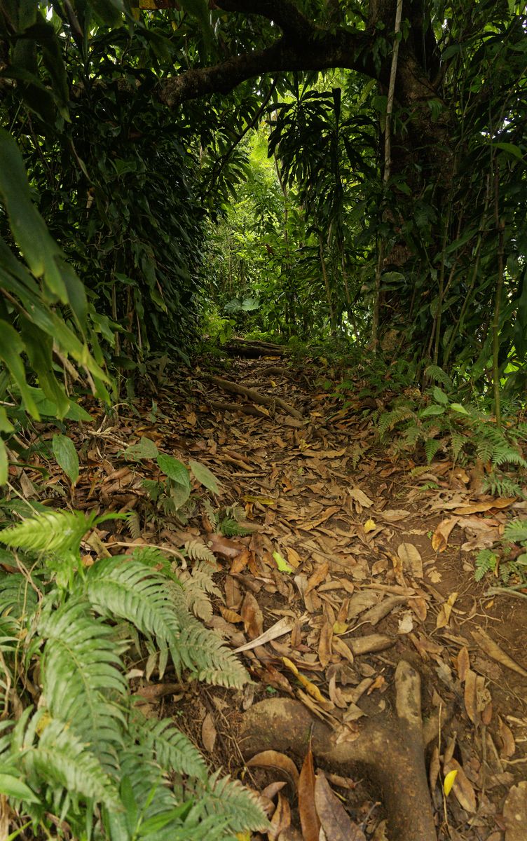Familienwanderung im Matouba-Wald Weg bedeckt mit herabgefallenen Blättern