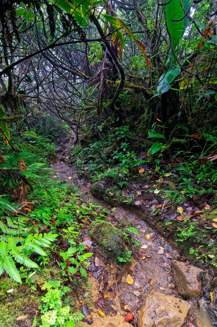 Fluss Guadeloupe Wald im Nationalpark Guadeloupe