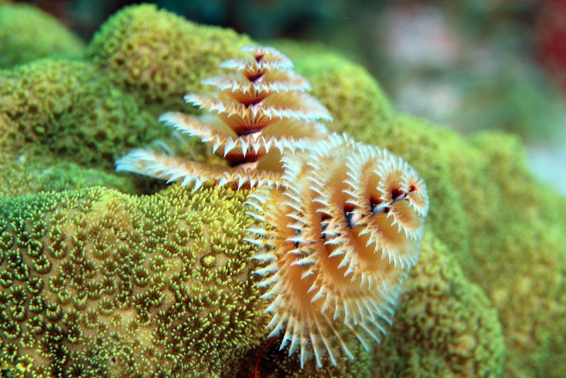 Spirograph im Cousteau-Reservat Fauna und Flora in Guadeloupe