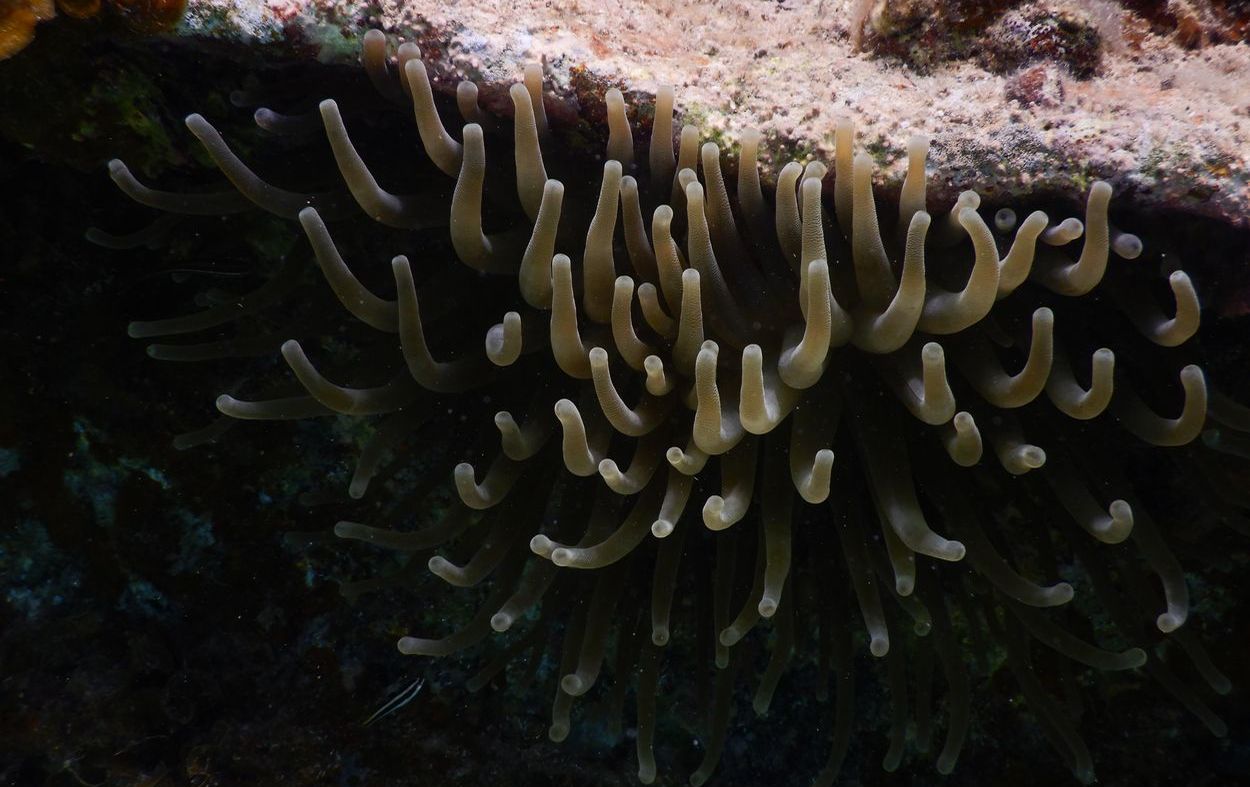 Seeanemone in Guadeloupe, Grand Cul-de-Sac Marin Seeanemone in Guadeloupe, Grand Cul-de-Sac Marin