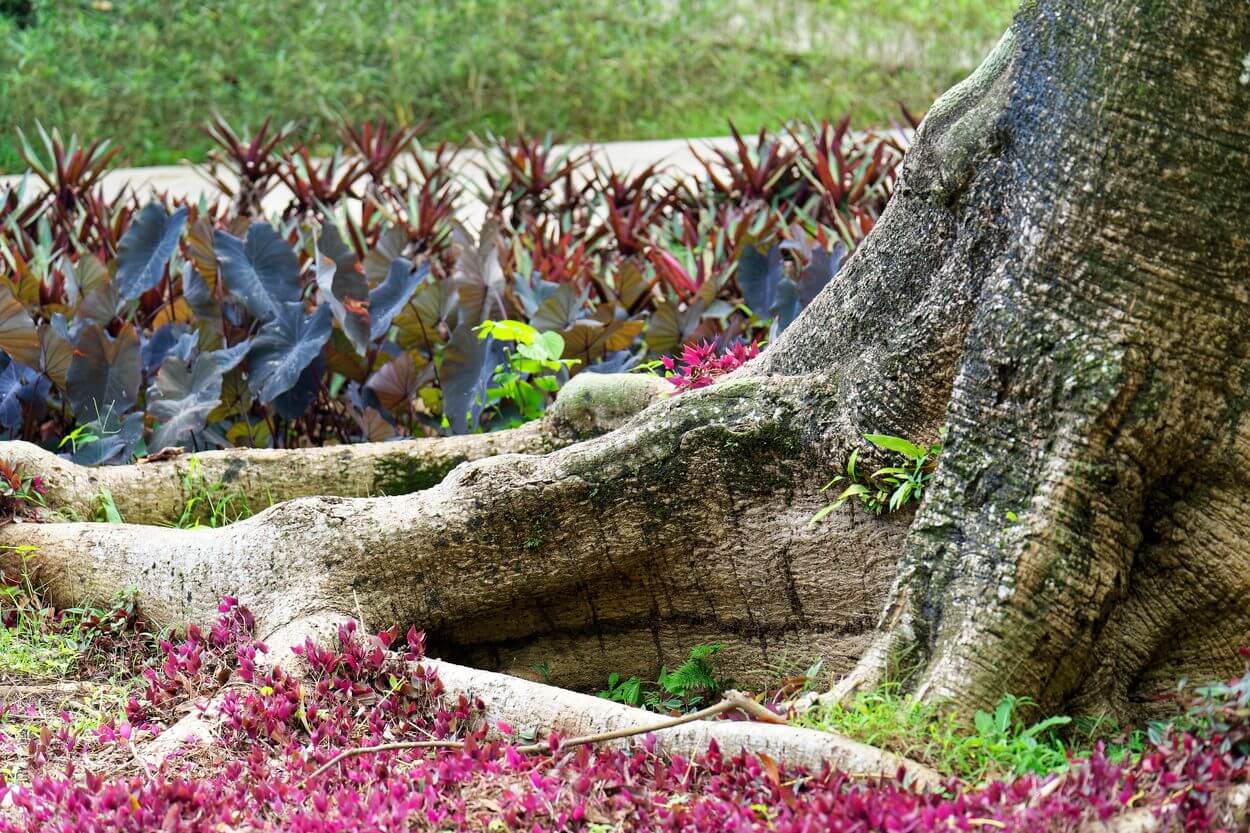 Baum im Garten Käsemacher in Valombreuse