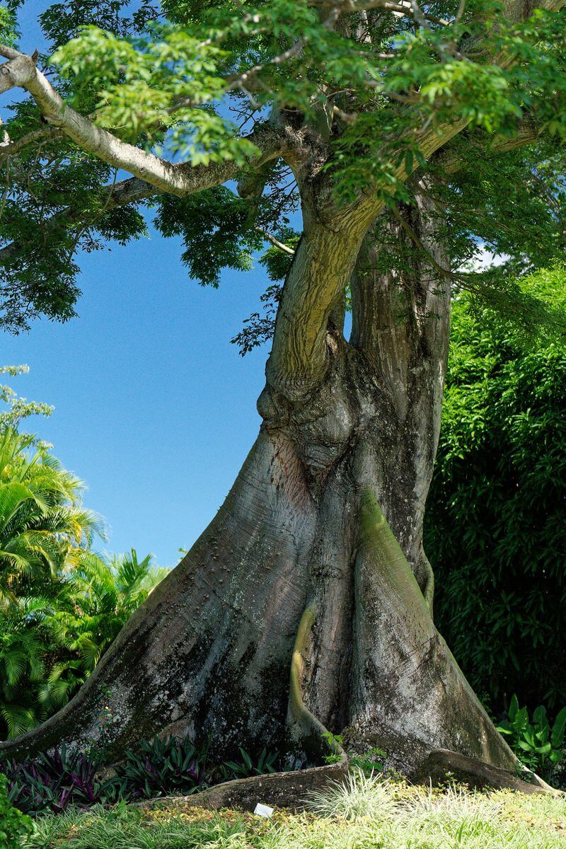 Riesiger Baum auf der Insel Guadeloupe Botanischer Garten Deshaies auf der Insel Guadeloupe