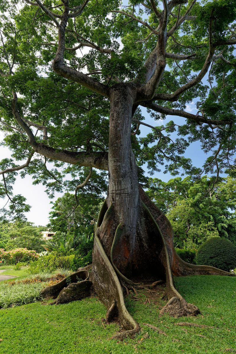 Baum im botanischen Garten Deshaies Deshaies botanischer Garten