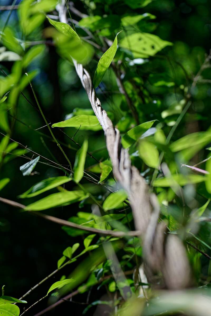 Guadeloupe-Vegetation Saut Acomat Vegetation