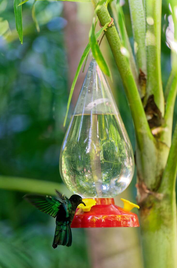 Blick auf den Kolibri-Garten Blick auf den Kolibri-Garten auf der Insel Guadeloupe