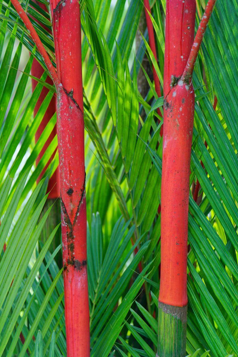 Bambusgarten Valombreuse Bambusgarten