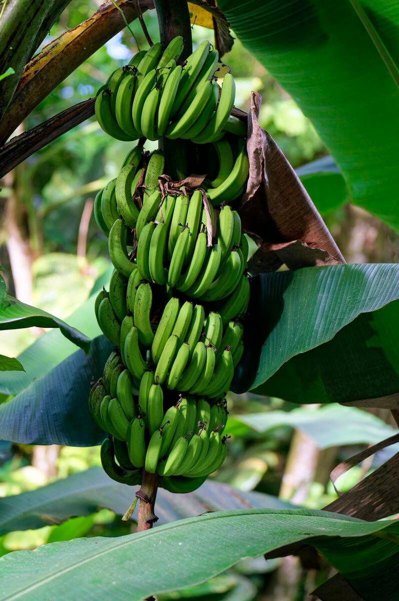 Banane Bain des Amours 2 Banane in Gourbeyre