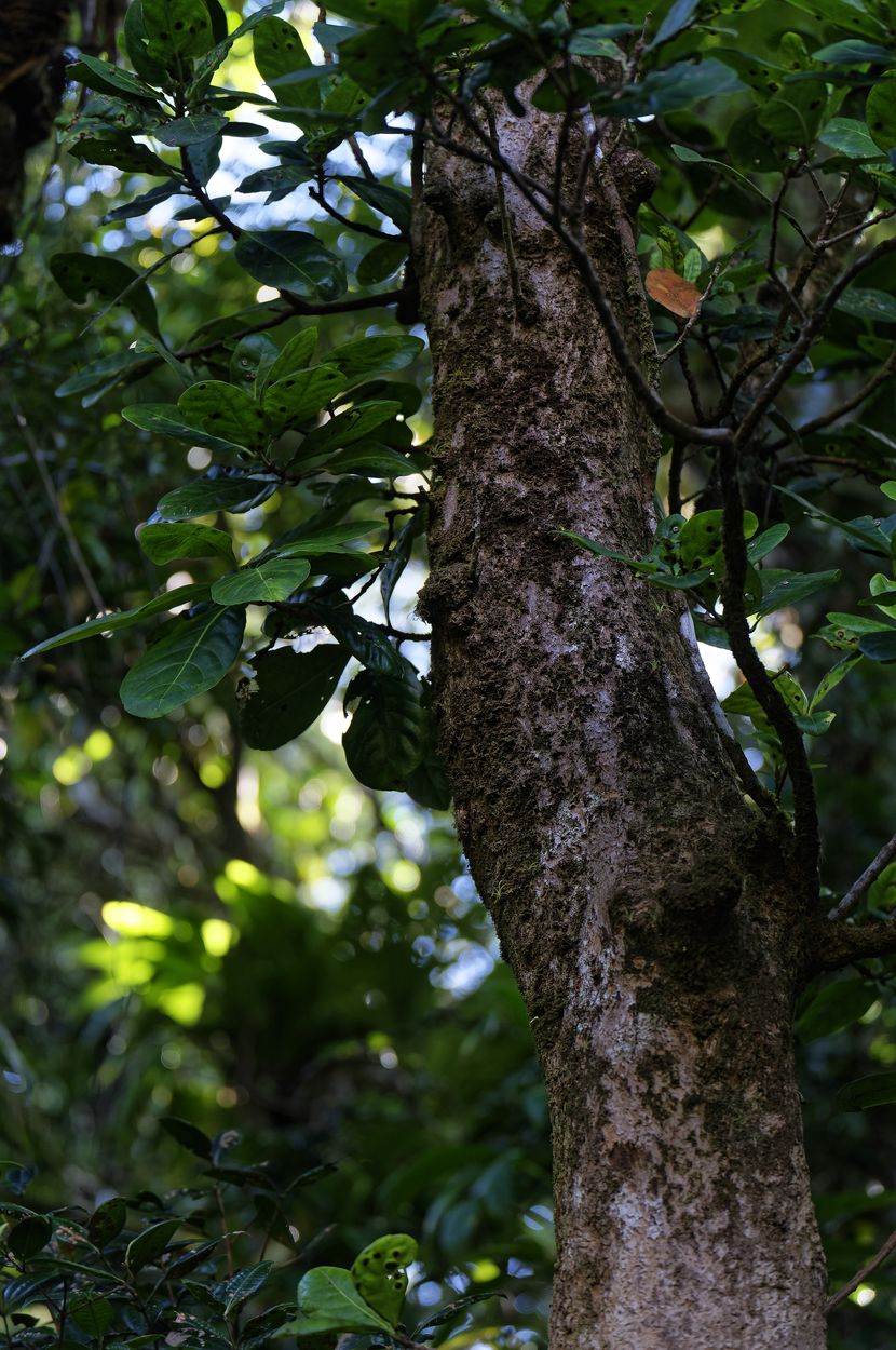 Bois bandé am La Soufrière Bois-bandé-Wald
