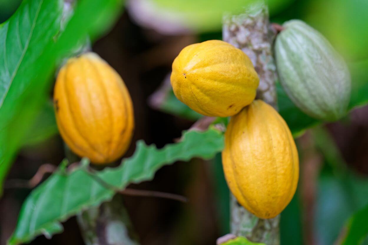 Kakaogarten Valombreuse Kakaogarten Valombreuse