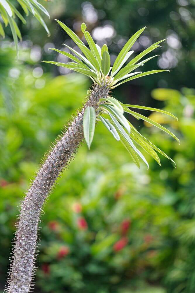 Deshaies-Kaktus Deshaies-Kaktus, Guadeloupe