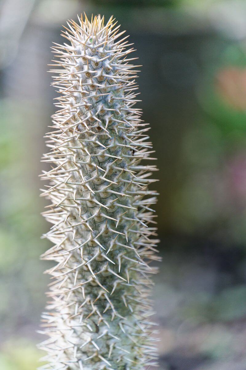 Kaktus im Garten von Valombreuse 2 Kaktus im Garten von Valombreuse