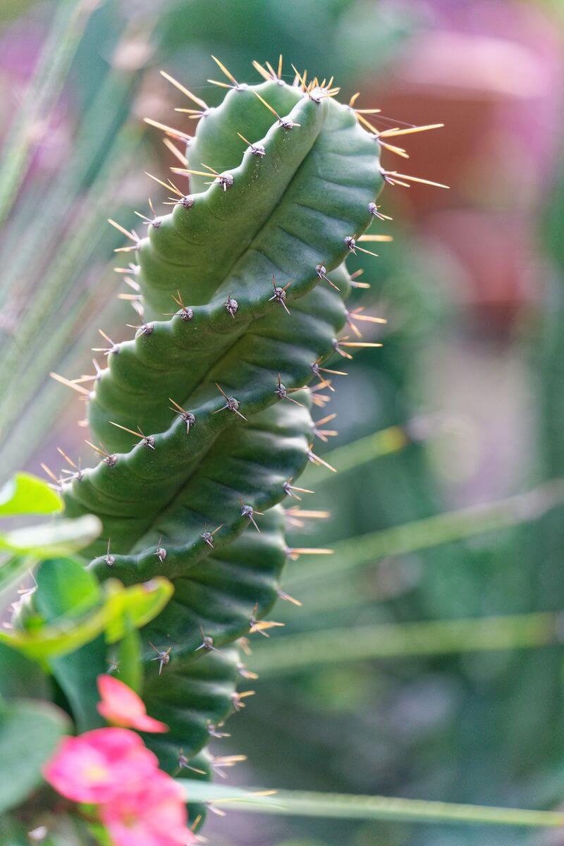 Kaktus im Garten Valombreuse Kaktus im Garten Valombreuse