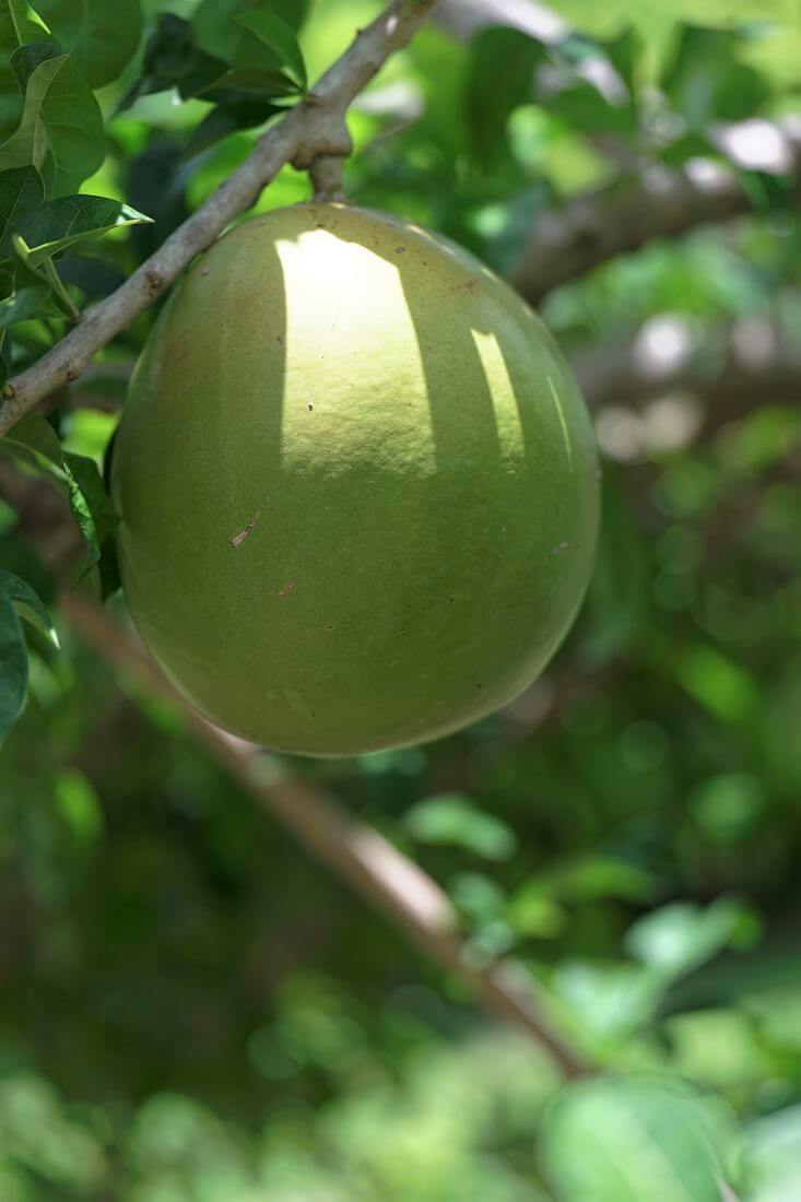 Kalebasse Erklärungen zur Kalebasse im Parc des Roches Gravées