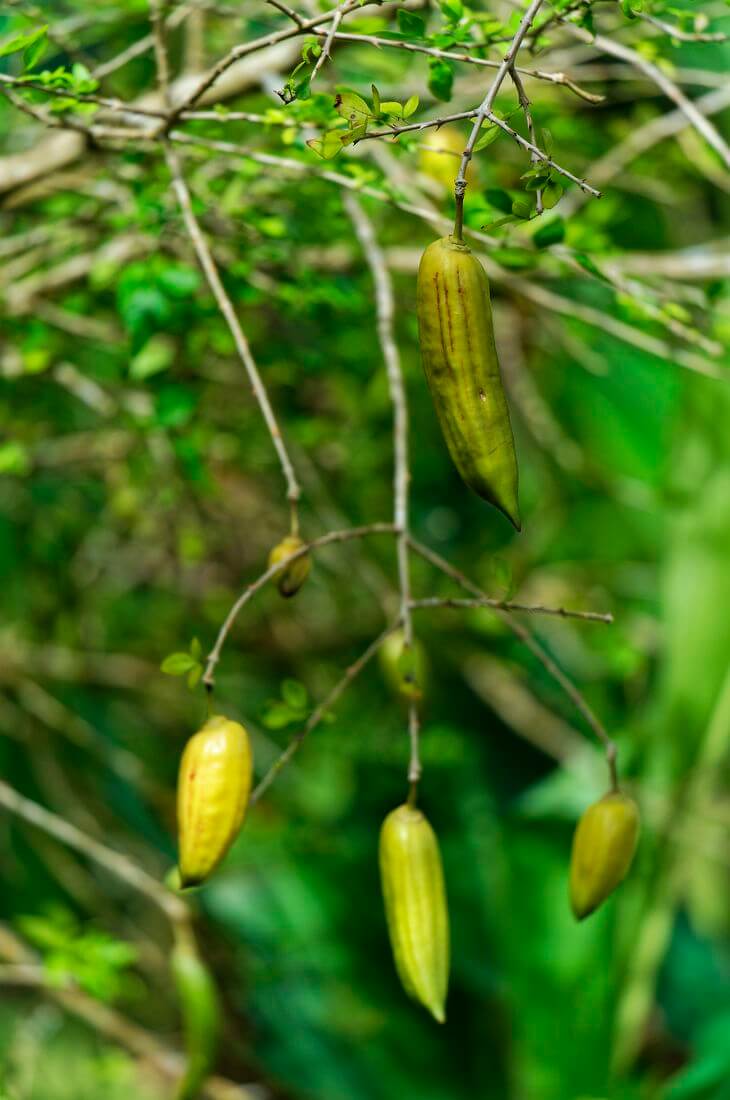 Zuckerrohr aus Jamaika Entdeckung des Jamaika-Zuckerrohrs im Maison de la Banane