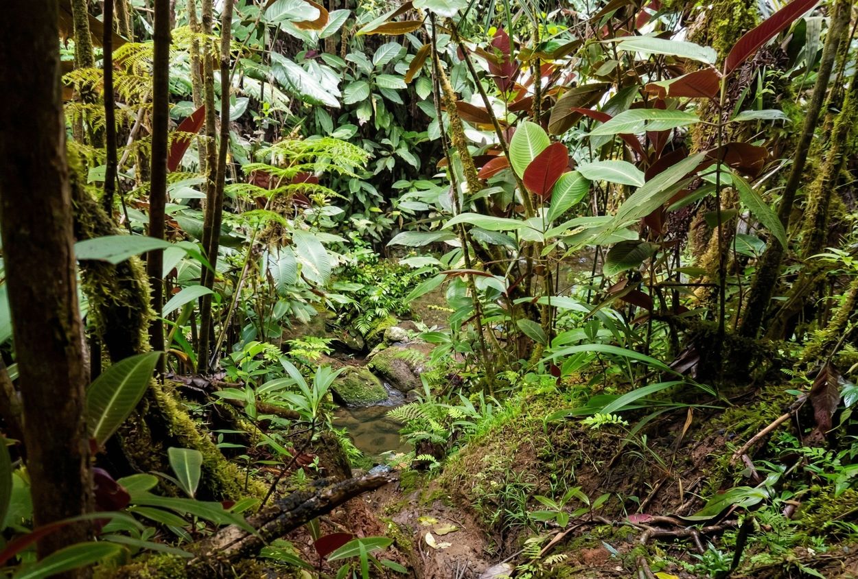 Canyoning auf Tahiti