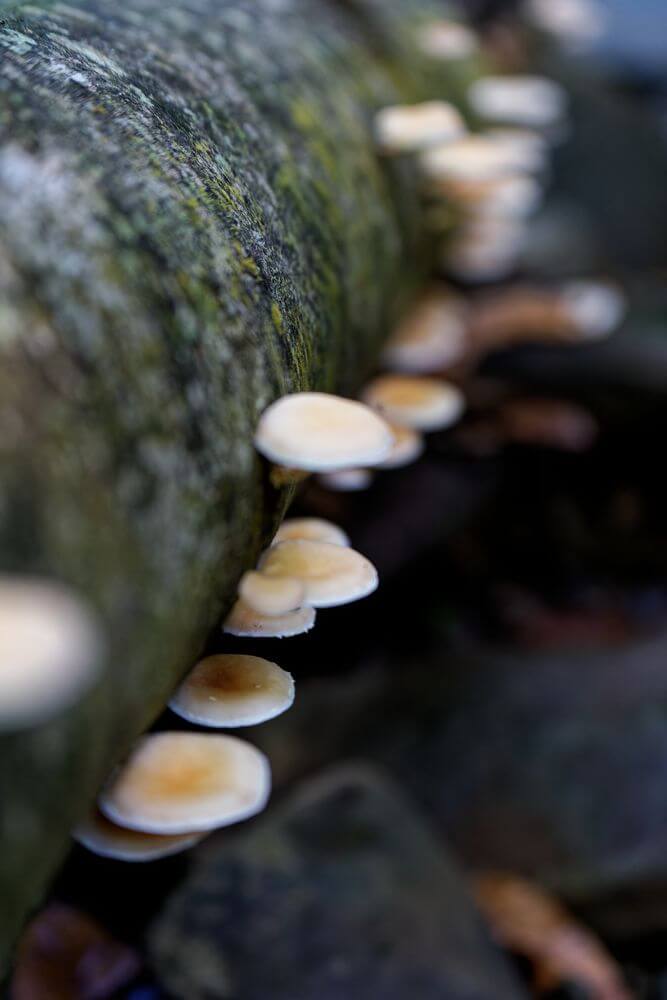 Pilz Bras du Fort Pilz Bras du Fort, Insel Guadeloupe