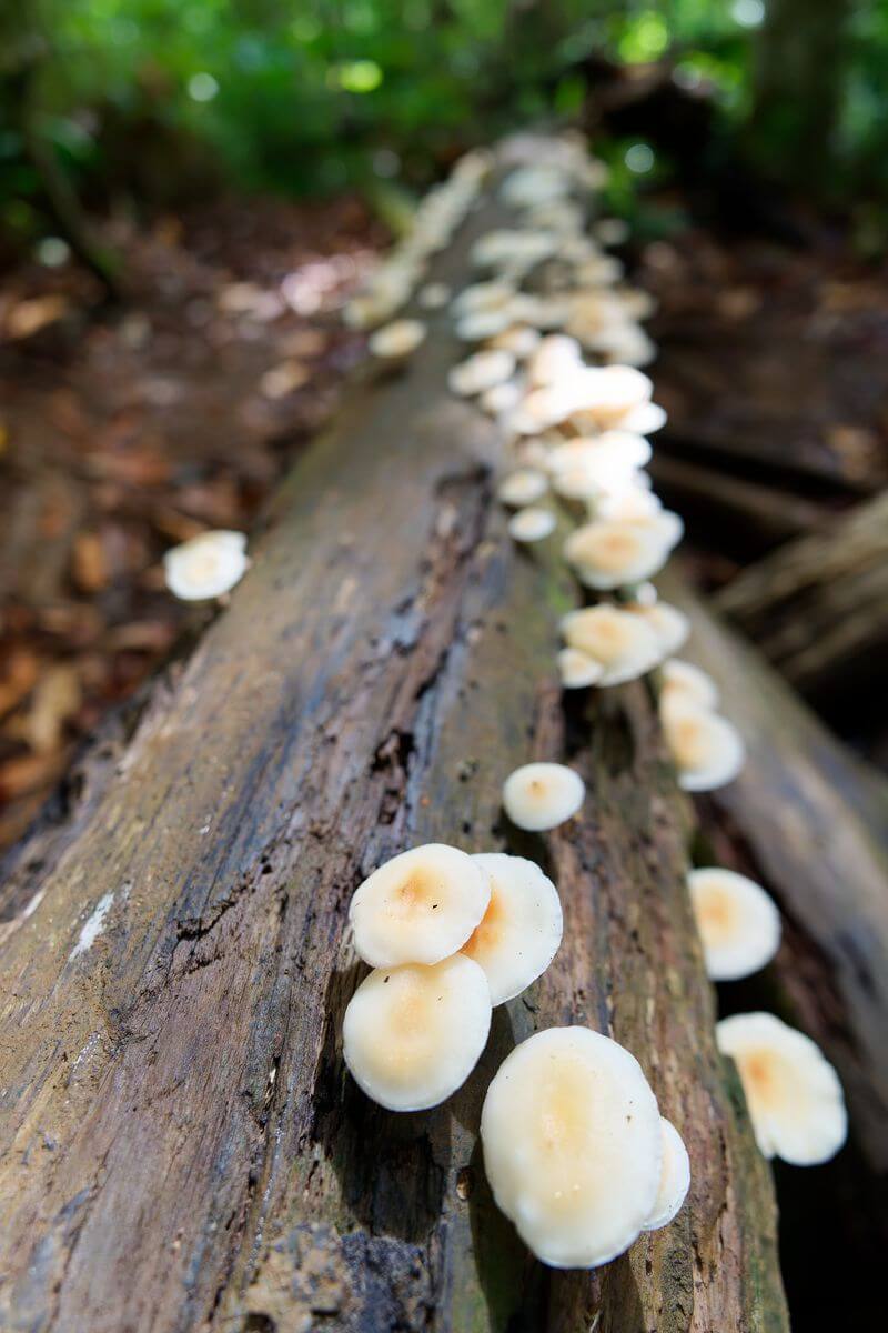 mushroom saut du bras du fort mushroom saut du bras du fort in goyave