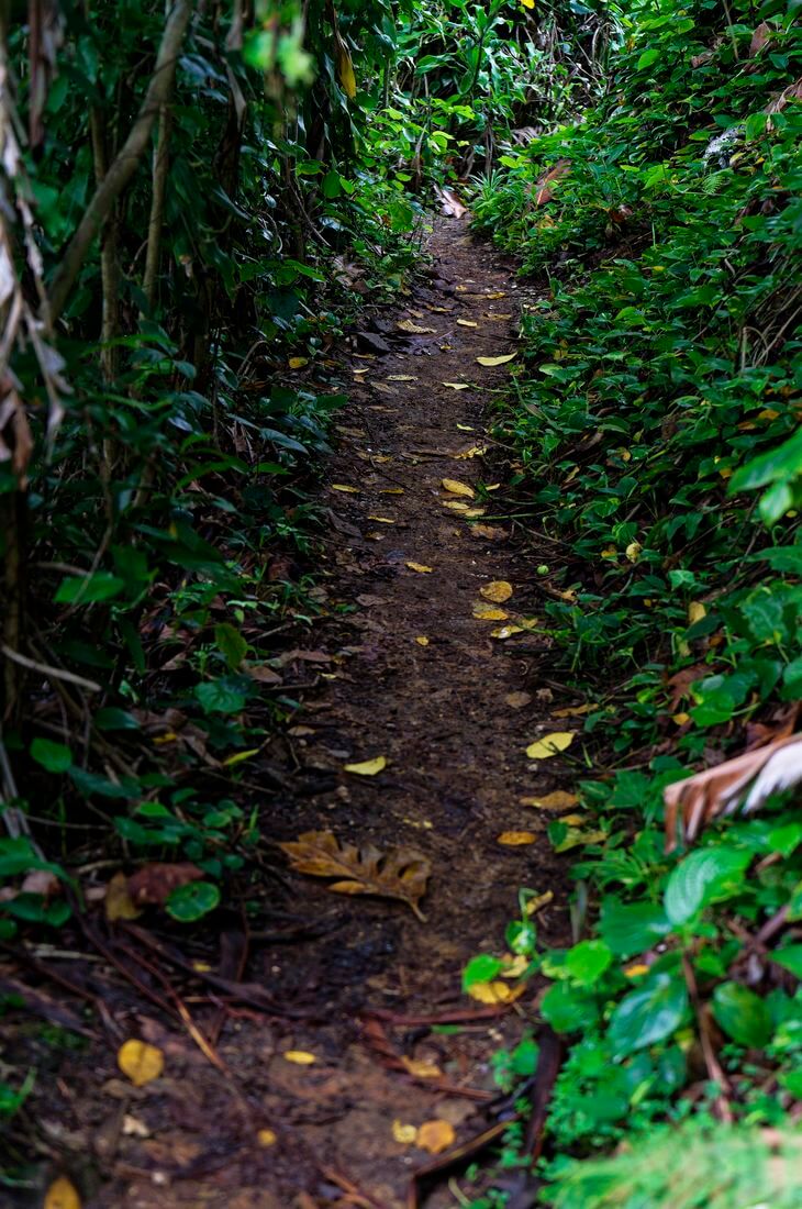 Wanderweg Guadeloupe Wanderweg Guadeloupe