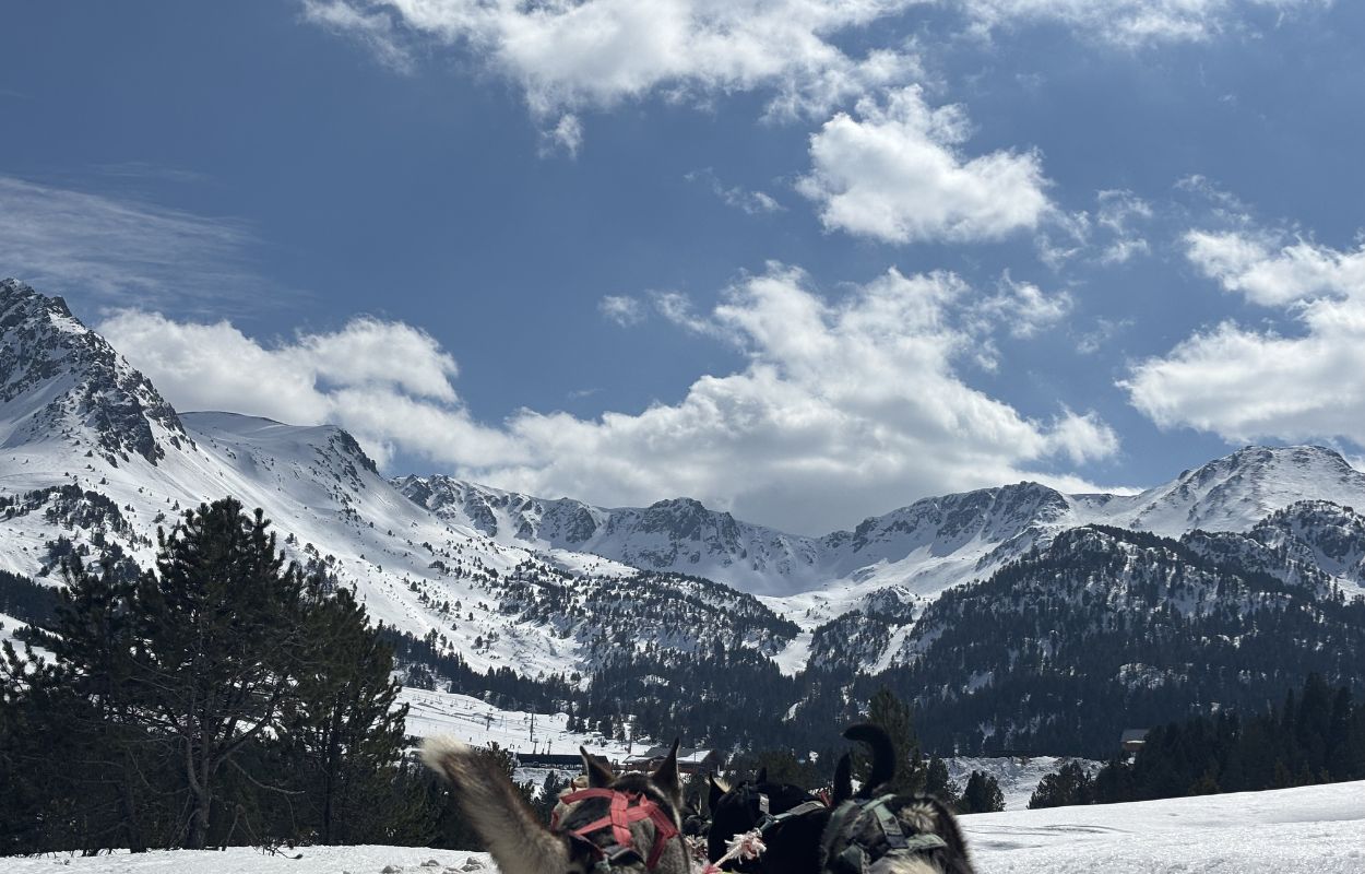 Schlittenhund und Berge Schlittenhund Andorra