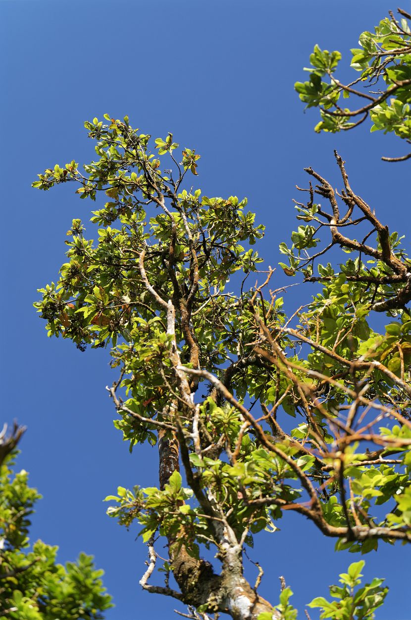 Blauer Himmel und Baum Vegetation und Himmel