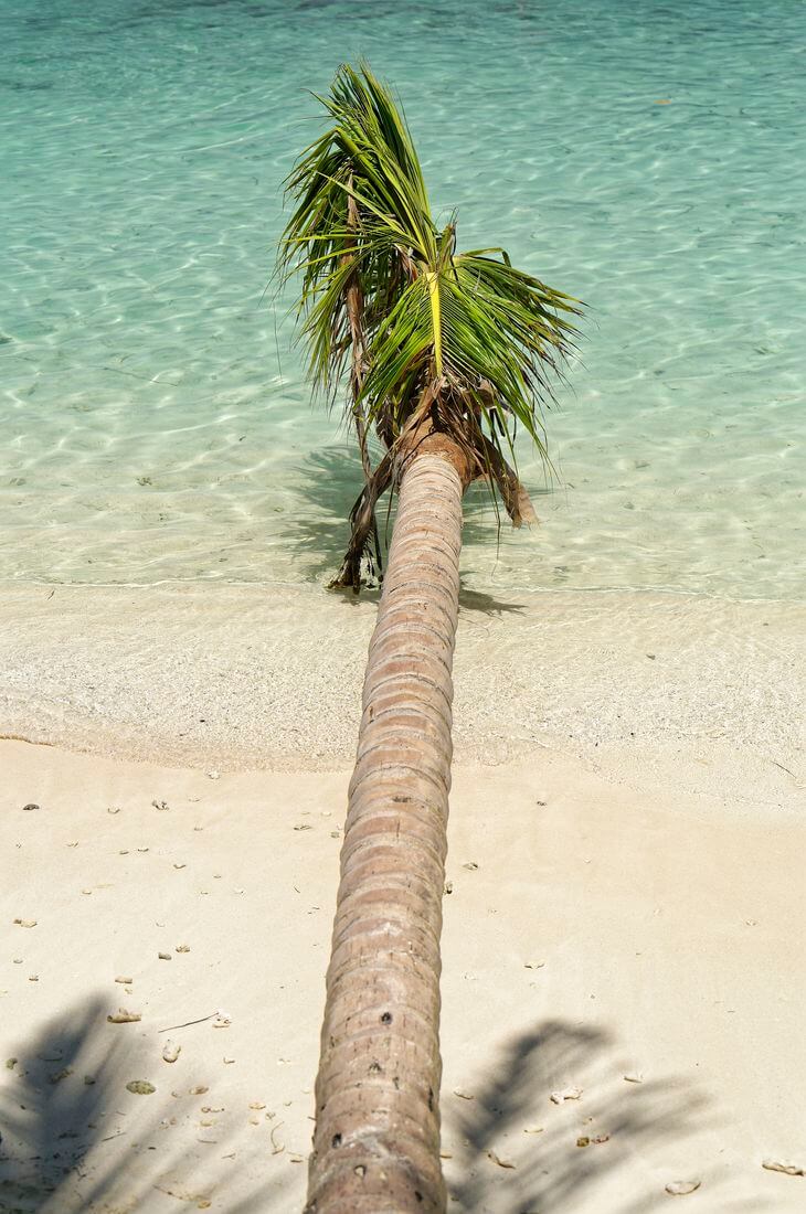 Kokospalme und weißer Sand Sonne und Kokospalmen auf dem Îlet Gosier