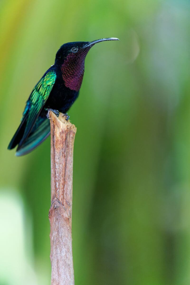 Kolibri im Valombreuse-Garten Kolibri im Valombreuse-Garten, Guadeloupe
