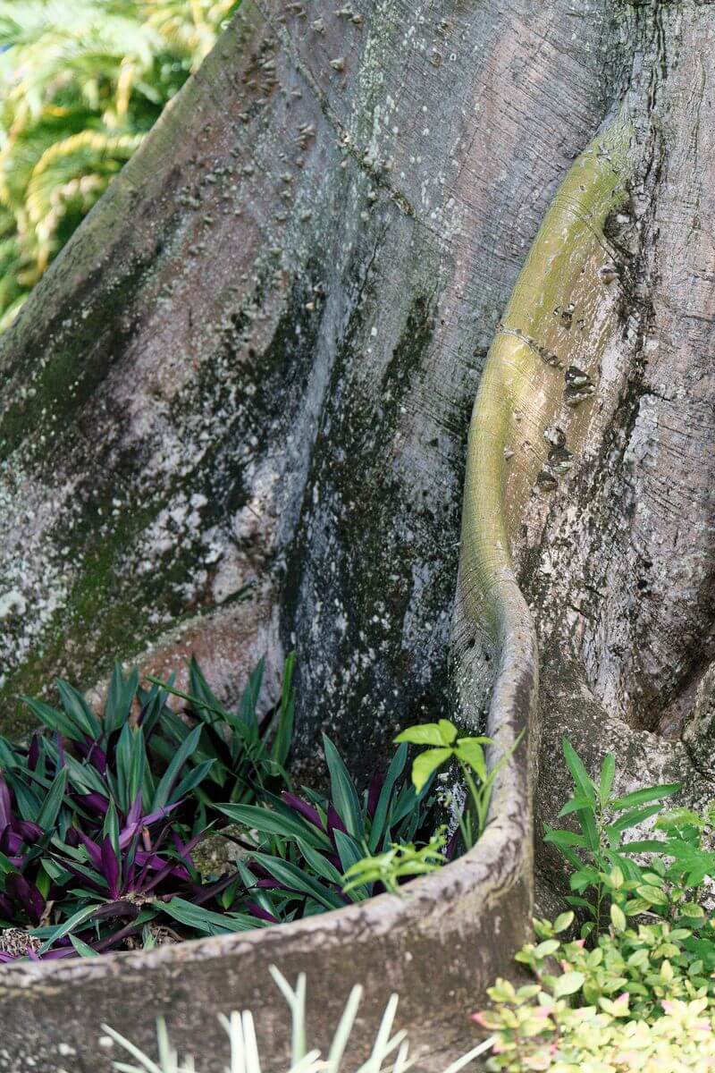 Deshaies Insel Guadeloupe Deshaies Wurzelgarten