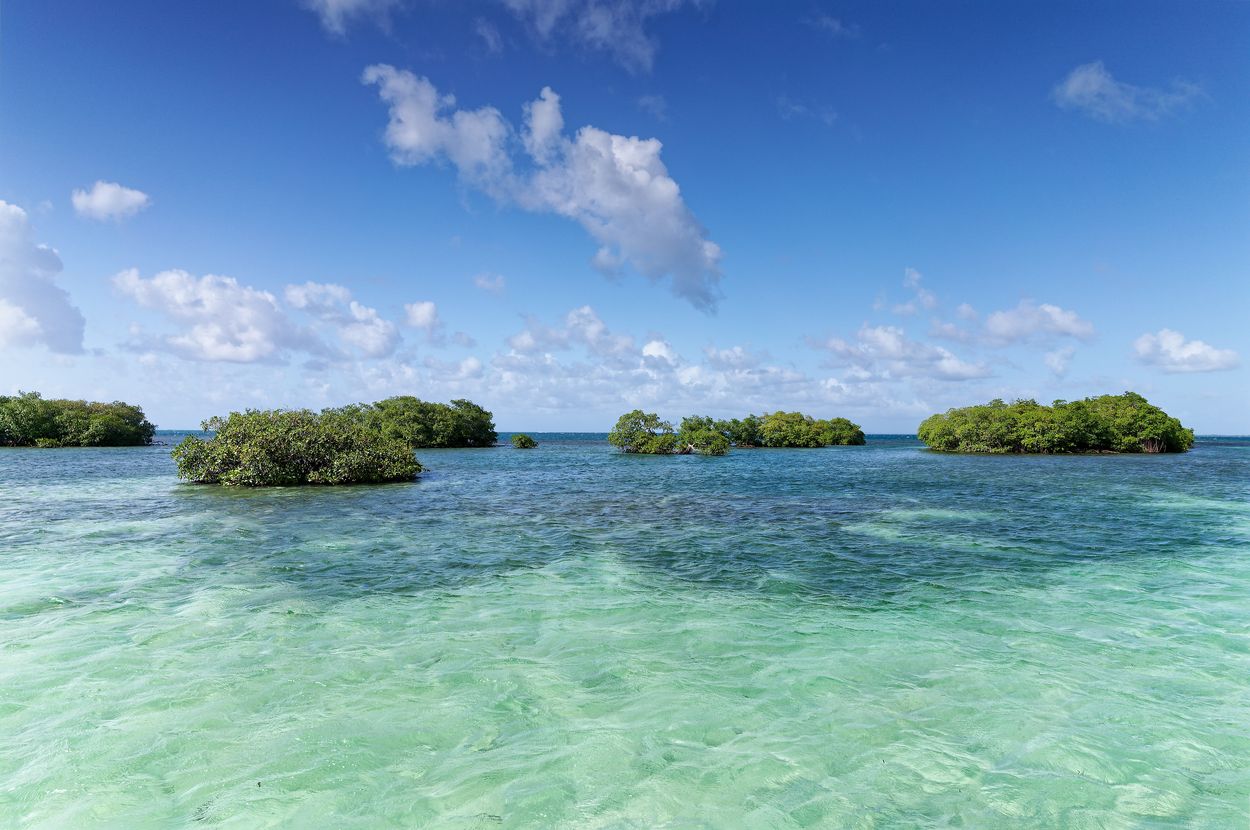 Türkises Wasser und Mangroven Stopp in den Mangroven in Guadeloupe
