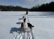Schlittenhunde in Québec