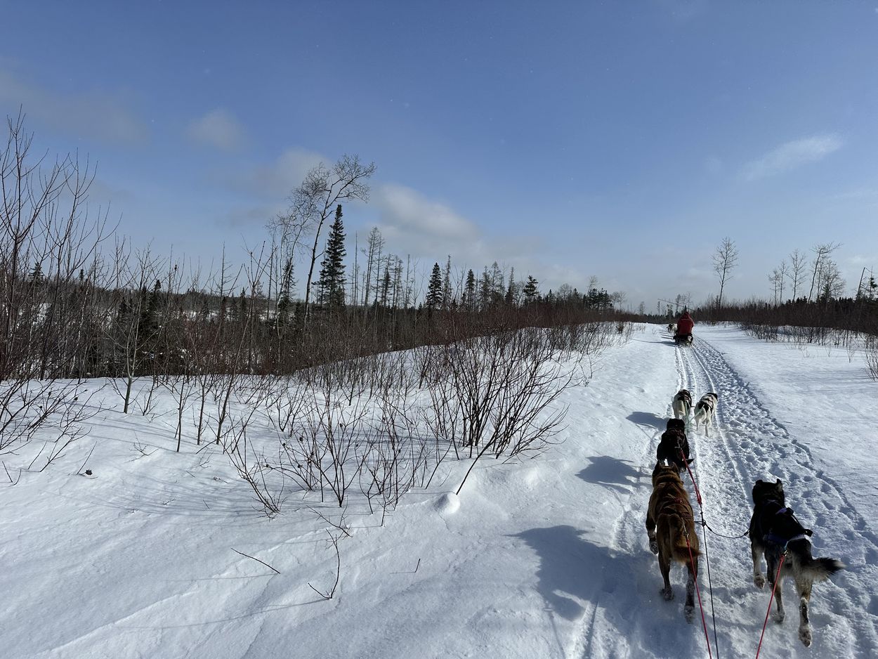 Im Pulverschnee mit den Hunden Hunde vor dem Schlitten