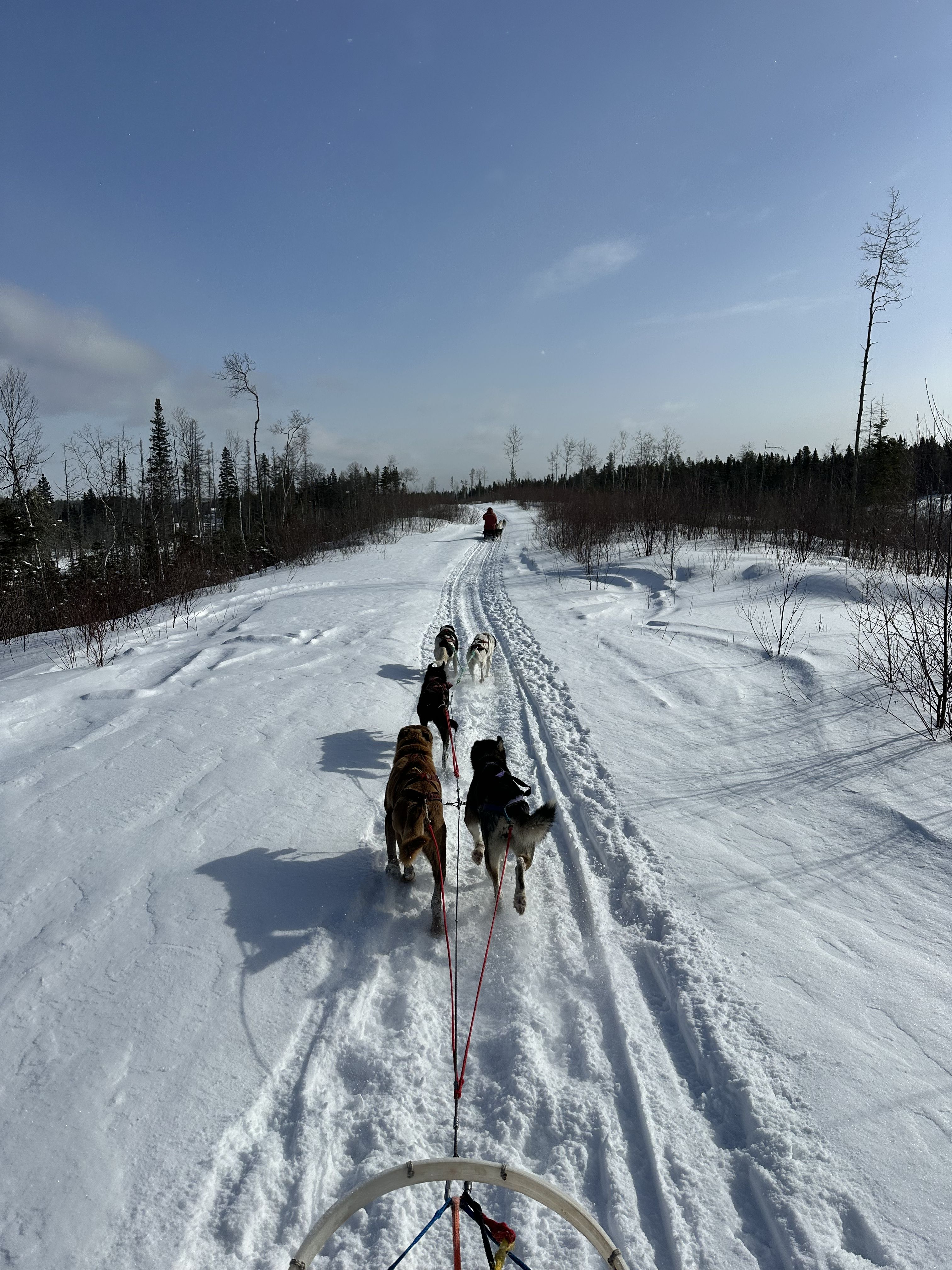 Erlebnis mit den Hunden Auf dem Plateau mit den Hunden