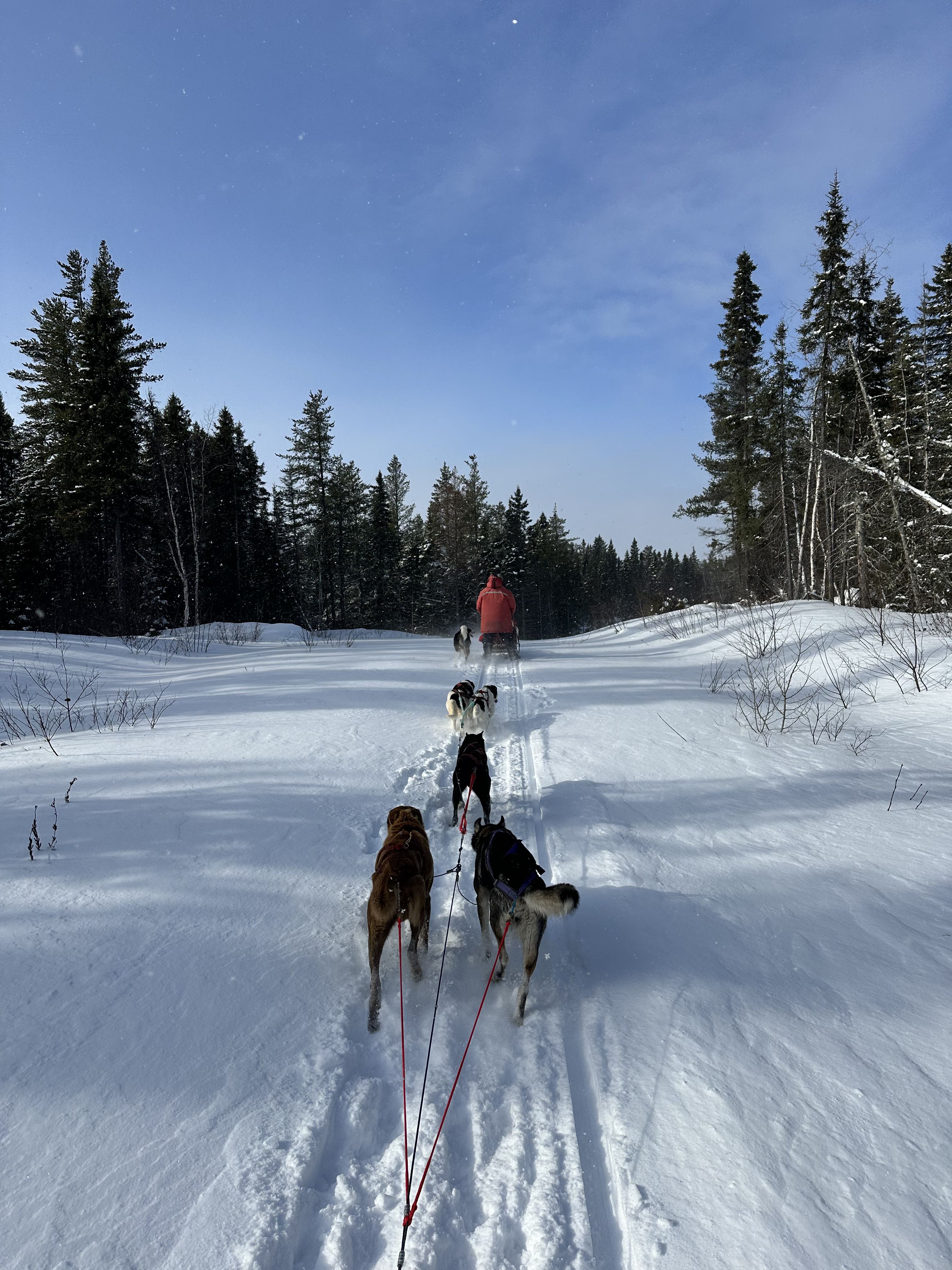 Hunde-Schlittenfahrt-Erlebnis Wunderschönes Erlebnis mit Hunden
