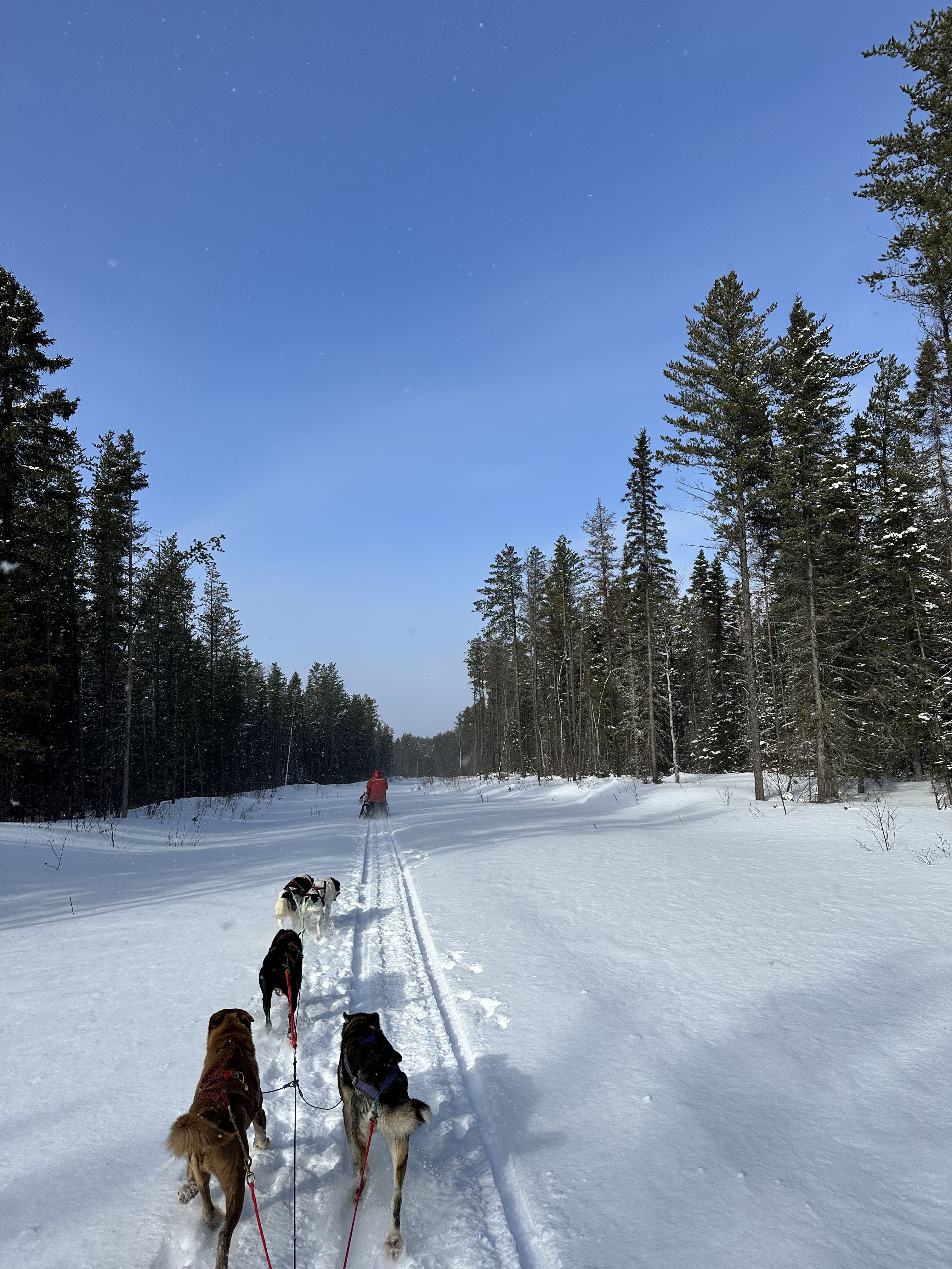 die Hunde Hunde im frischen Pulverschnee