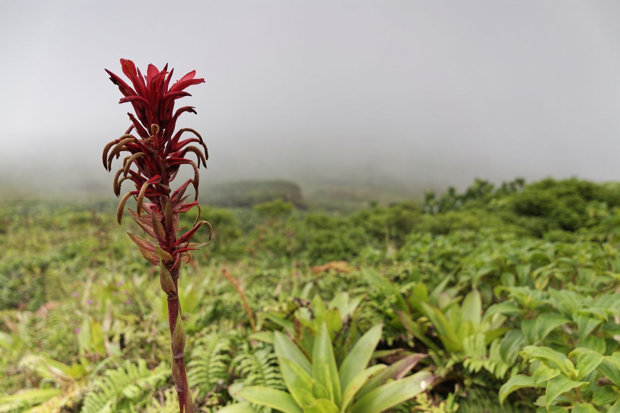 Soufrière-Blume Soufrière-Blume