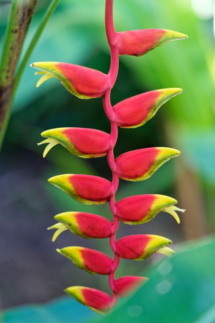 Tropischer Blumengarten Jardin des Colibris Blume Deshaies Guadeloupe