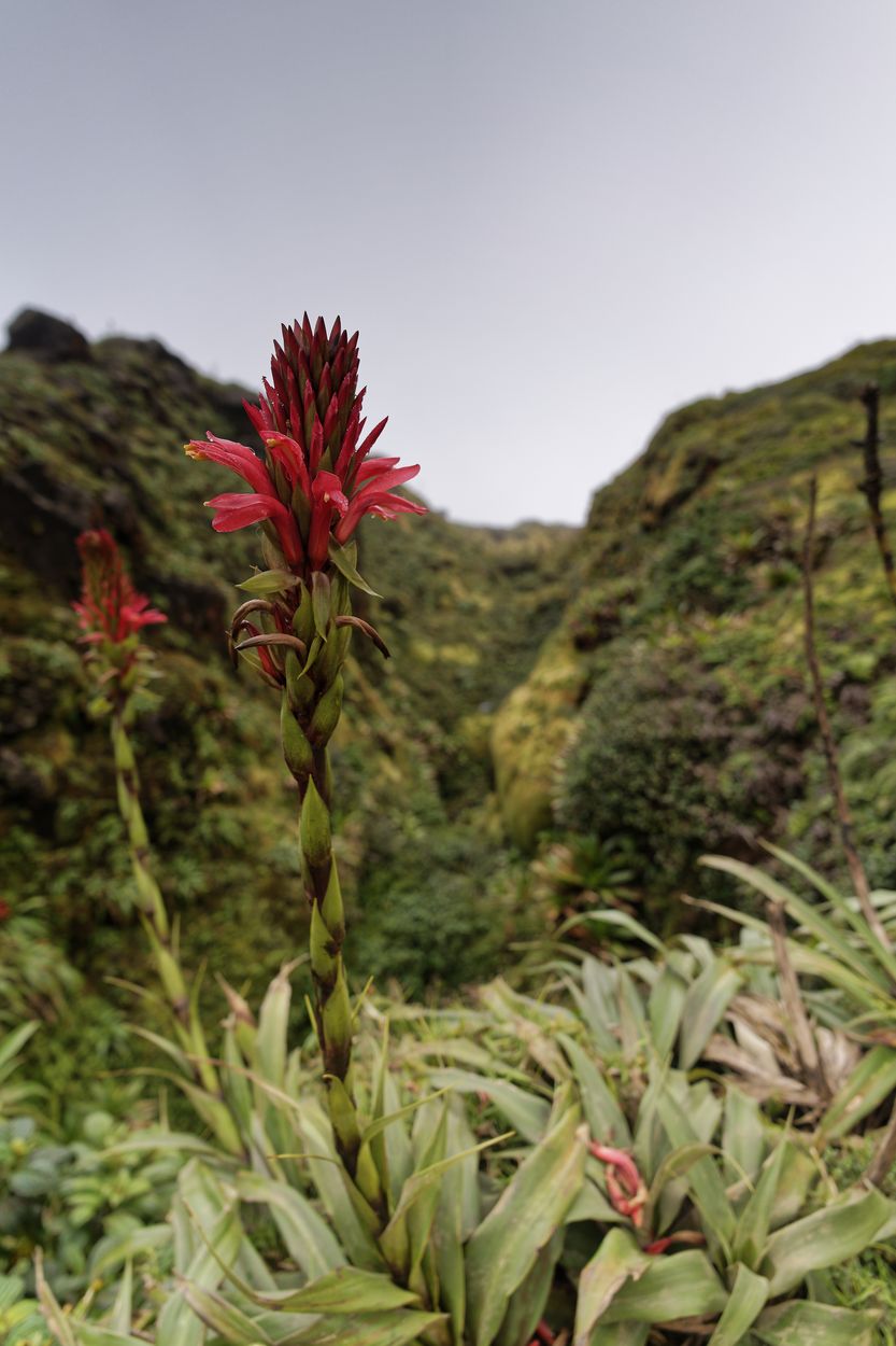 Blumen in La Soufrière Blumen in La Soufrière