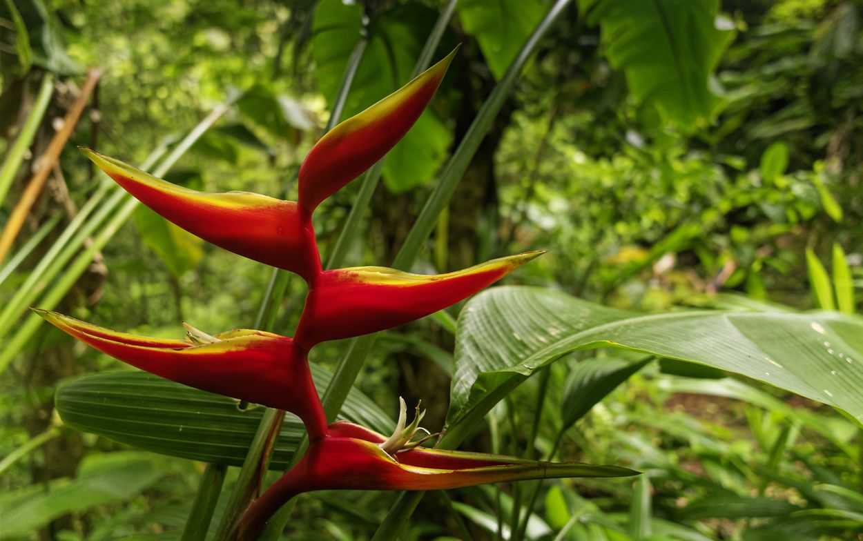 Blumen auf dem Matuba-Pfad Blumen in Matouba