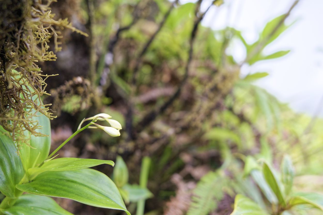 Flora in La Soufrière Gipfelflora in La Soufrière