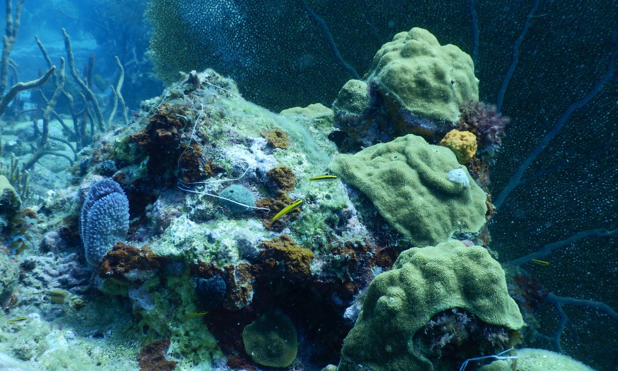 Unterwasserboden – Tauchen La Désirade Tauchen auf La Désirade