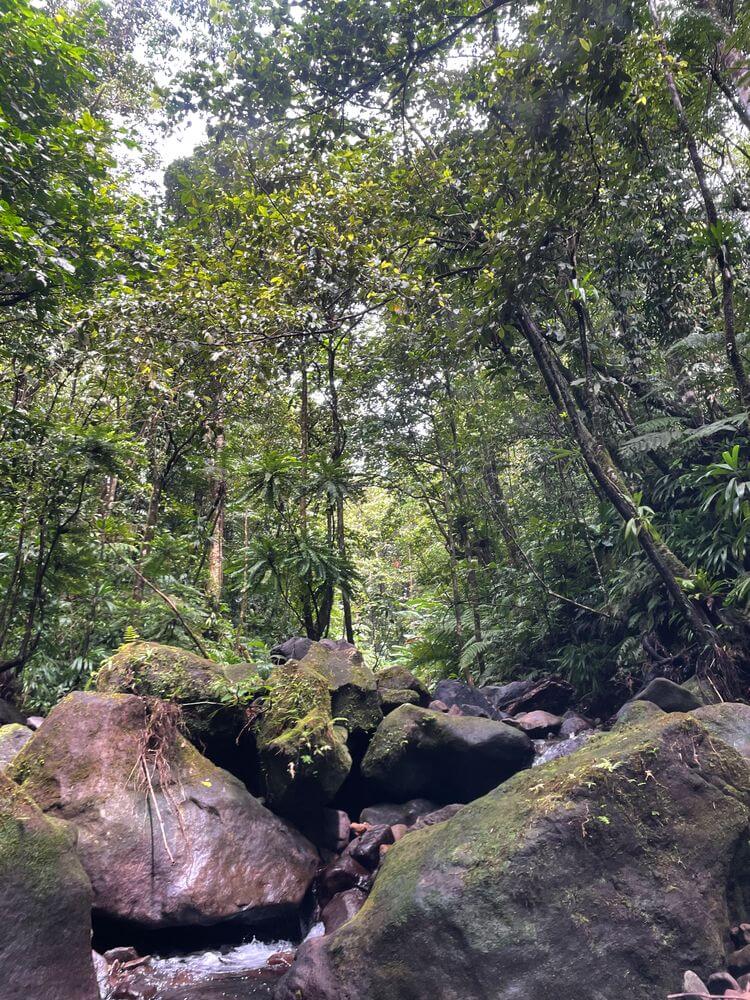 Wald in Guadeloupe Landschaft in Guadeloupe