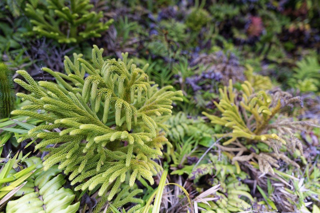 Soufrière-Farn Flora in Soufrière