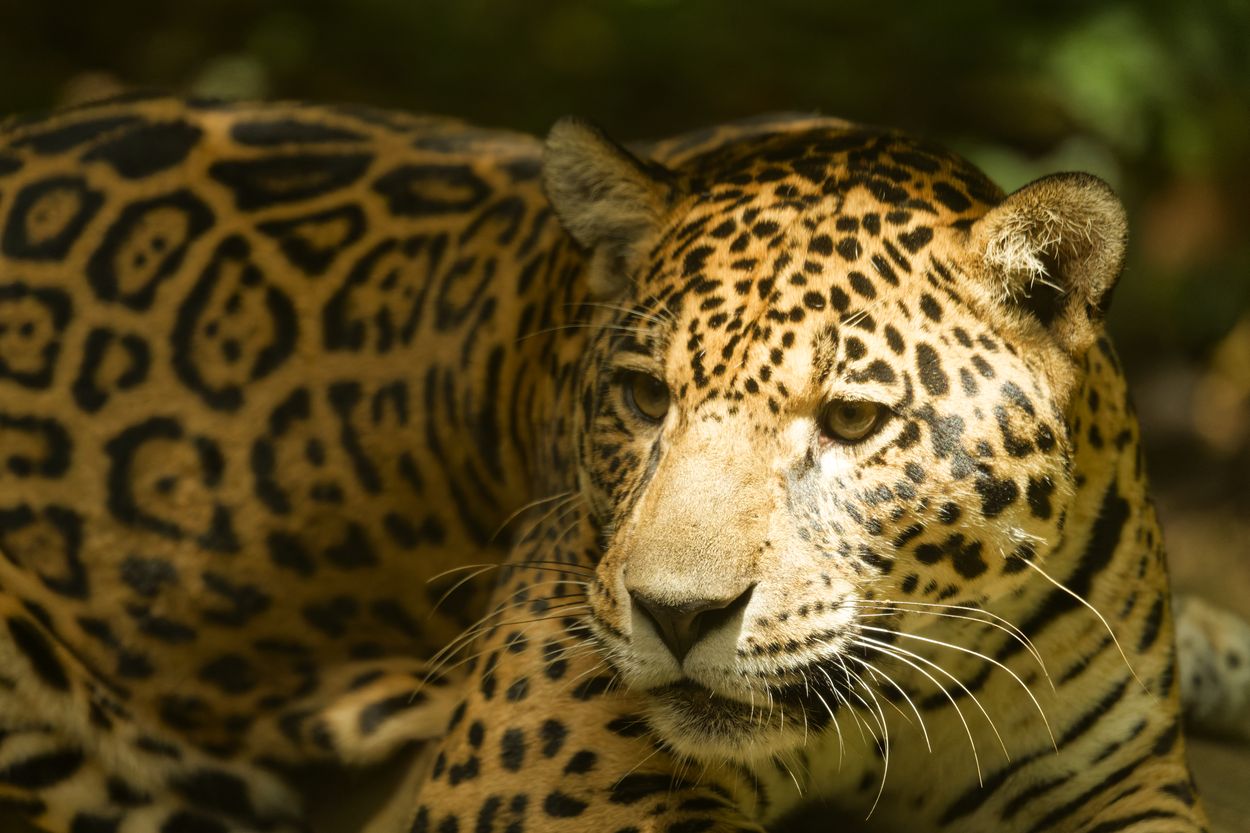 Zoo-Jaguare Jaguare im Zoo
