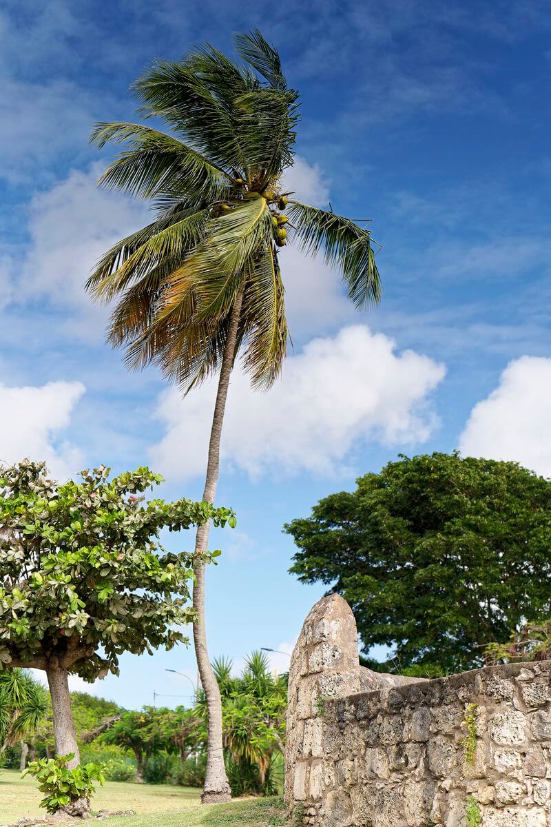 Haus Murat Marie-Galante 2 Kokospalme Marie-Galante