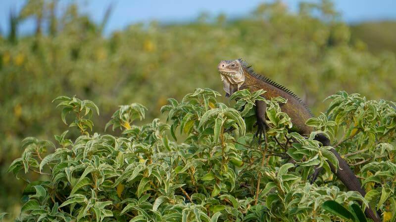 Lokaler Leguan auf Petite-Terre Lokaler Leguan Guadeloupe