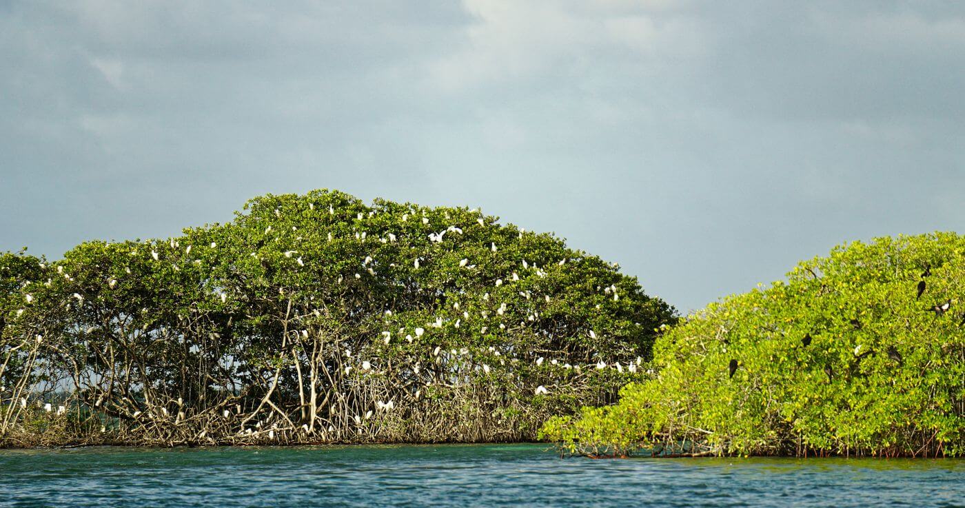 Île aux Oiseaux im Grand Cul-de-Sac Île aux Oiseaux im Grand Cul-de-Sac