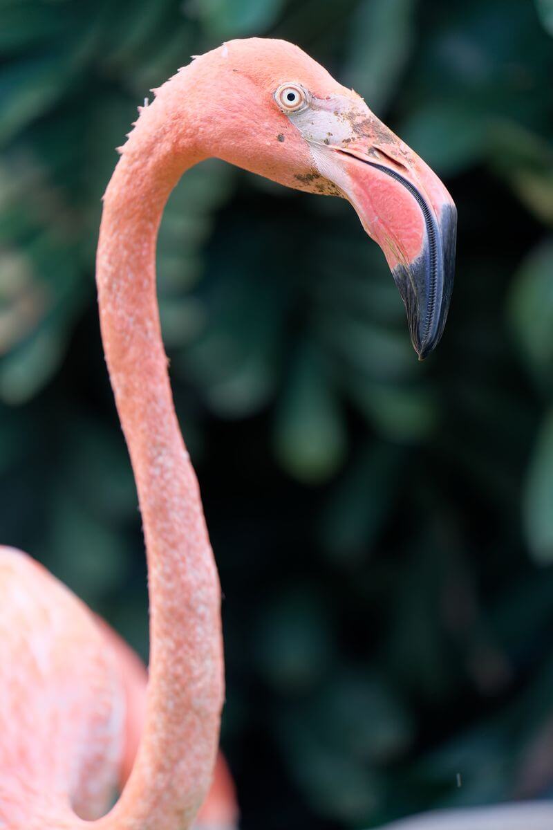 Rosa Flamingo in Deshaies Rosa Flamingo in Deshaies
