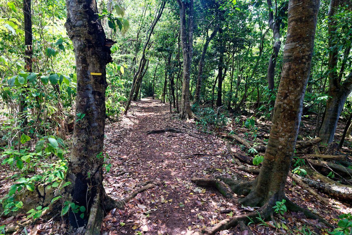Im Wald Grande Pointe Trois-Rivière Wandern im Wald rund um die Grande-Pointe-Wanderung