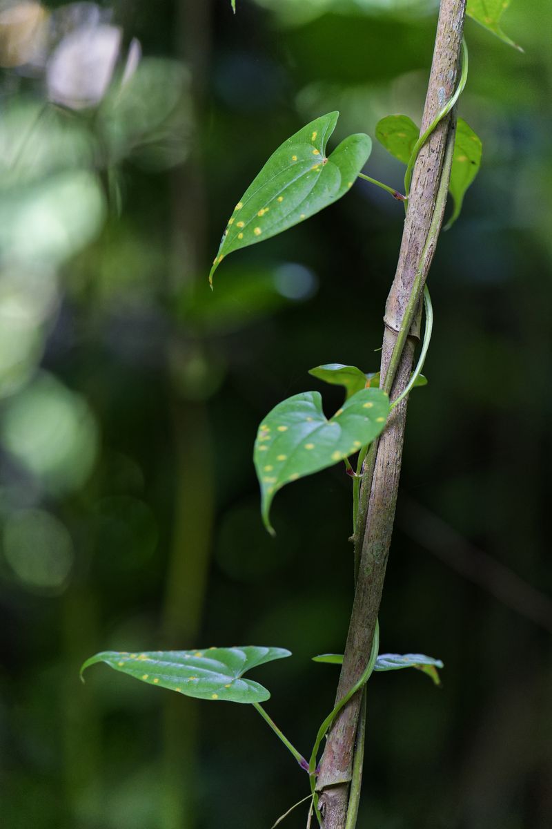 Liana Liebesbad Liana Liebesbad