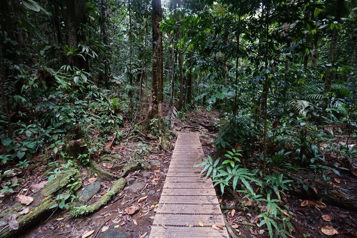 Aufenthalt in Guadeloupe Aufenthalt im Wald in Guadeloupe